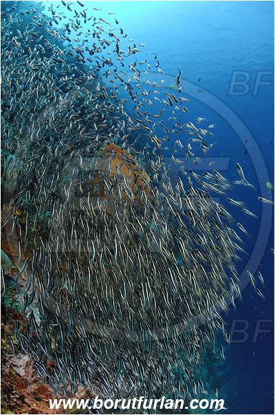 Bunaken, Sulawesi, Indonesia, Plotosus sp., Plotosus, Plotosidae, Catfish, Fish, Fish school, Reef