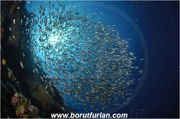 Bunaken, Sulawesi, Indonesia, Plotosus sp., Plotosus, Plotosidae, Catfish, Fish, Fish school, Reef