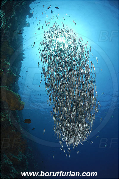 Bunaken, Sulawesi, Indonesia, Plotosus sp., Plotosus, Plotosidae, Catfish, Fish, Fish school, Reef
