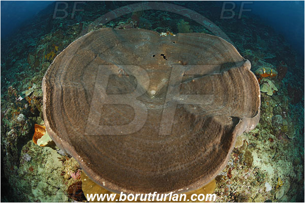 Manado, Sulawesi, Indonesia, Podospongiidae, Sponge, Porifera, Reef