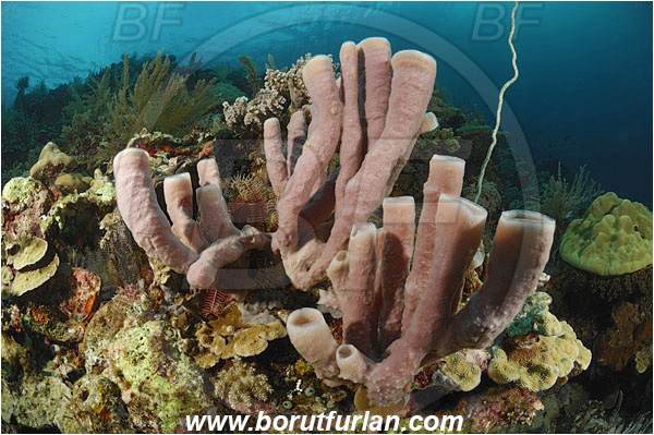 Manado, Sulawesi, Indonesia, Kallypilidion sp., Kallypilidion, Chalinidae, Tube sponge, Sponge, Porifera, Reef