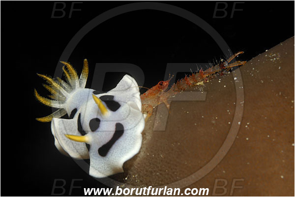 Bunaken, Sulawesi, Indonesia, Chromodoris dianae, Chromodoris, Chromodorididae, Diana
