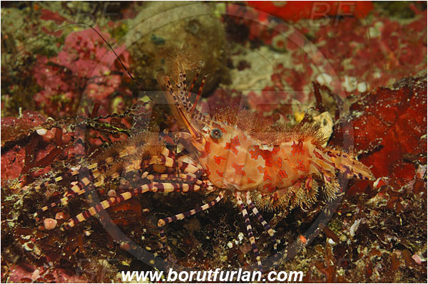 Bunaken, Sulawesi, Indonesia, Saron sp., Saron, Hippolytidae, Marbled shrimp, Shrimp, Decapoda, Crustacea, Crustacean