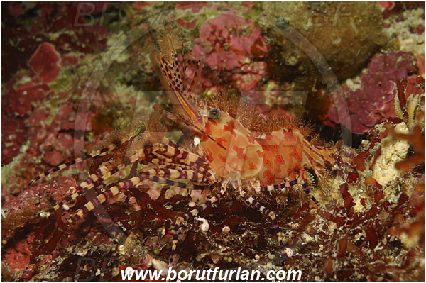 Bunaken, Sulawesi, Indonesia, Saron sp., Saron, Hippolytidae, Marbled shrimp, Shrimp, Decapoda, Crustacea, Crustacean
