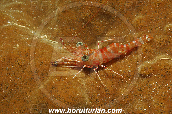 Bunaken, Sulawesi, Indonesia, Rhynchocinetes striatus, Rhynchocinetes, Striped Dancing Shrimp, Shrimp, Rhynchocinetidae, Decapoda, Crustacea, Crustacean
