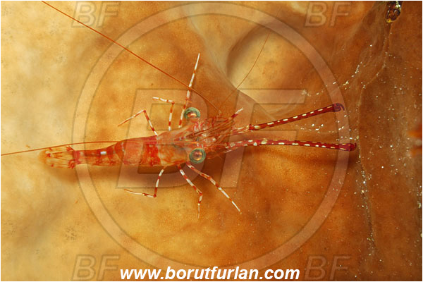 Bunaken, Sulawesi, Indonesia, Cinetorhynchus hendersoni, Cinetorhynchus, Rhynchocinetidae, Decapoda, Crustacea, Crustacean, Henderson