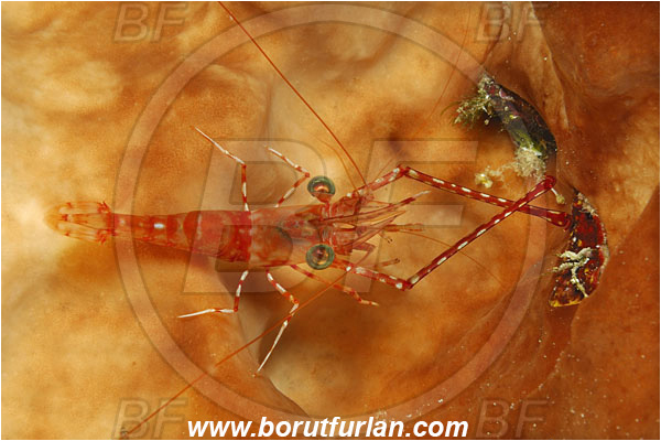 Bunaken, Sulawesi, Indonesia, Cinetorhynchus hendersoni, Cinetorhynchus, Rhynchocinetidae, Decapoda, Crustacea, Crustacean, Henderson