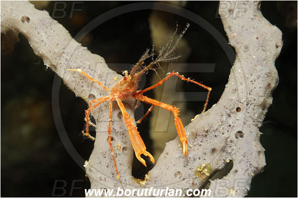 Bunaken, Sulawesi, Indonesia, Naxioides taurus, Naxioides, Epialtidae, Decapoda, Decorater Crab, Crab, Crustacea, Crustacean