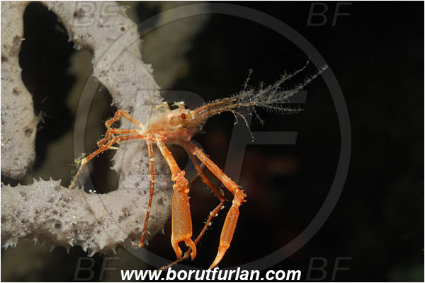 Bunaken, Sulawesi, Indonesia, Naxioides taurus, Naxioides, Epialtidae, Decapoda, Decorater Crab, Crab, Crustacea, Crustacean
