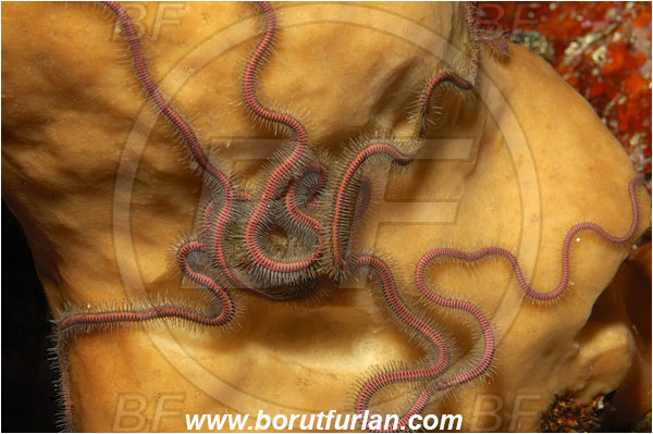 Bunaken, Sulawesi, Indonesia, Macrophiothrix longipeda, Macrophiothrix, Ophiotrichidae, Brittlestar, Ophiuroidea, Echinodermata, Echinoderm