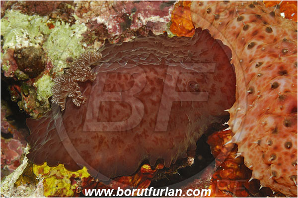 Bunaken, Sulawesi, Indonesia, Platydoris sp., Platydoris, Discodorididae, Dorid Nudibranch, Nudibranch, Sea slug, Gastropoda, Mollusca, Mollusc