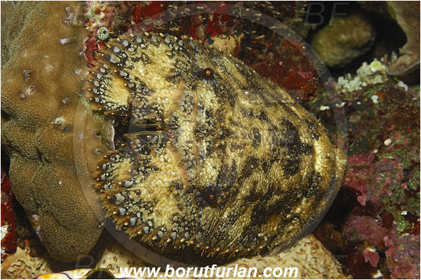 Bunaken, Sulawesi, Indonesia, Parribacus antarcticus, Parribacus, Scyllaridae, Decapoda, Slipper Lobster, Lobster, Crustacea, Crustacean