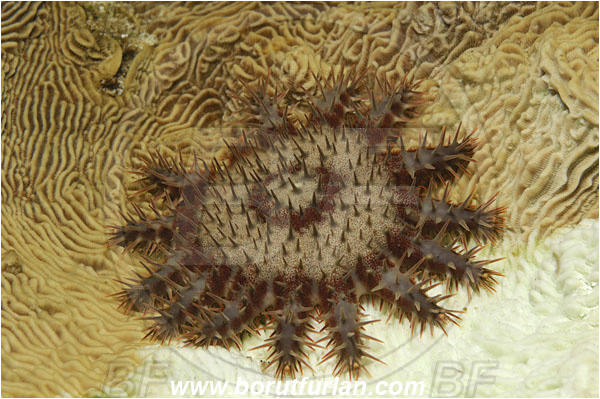 Bunaken, Sulawesi, Indonesia, Acanthaster planci, Acanthaster, Acanthasteridae, Crown-of-thorns starfish, Starfish, Asteroidea, Echinodermata, Echinoderm