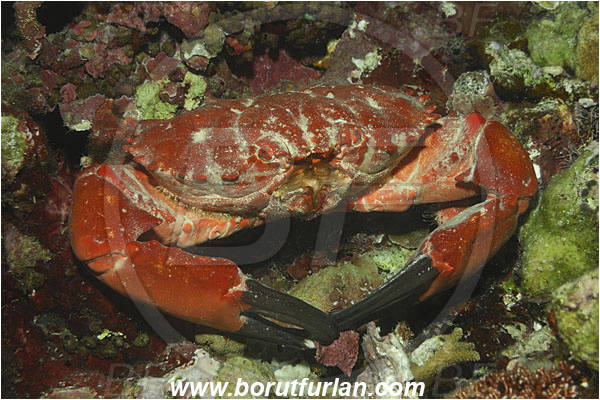 Bunaken, Sulawesi, Indonesia, Etisus dentatus, Etisus, Xanthidae, Decapoda, Eight-spine Red Crab, Crab, Crustacea, Crustacean