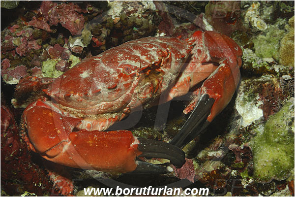 Bunaken, Sulawesi, Indonesia, Etisus dentatus, Etisus, Xanthidae, Decapoda, Eight-spine Red Crab, Crab, Crustacea, Crustacean