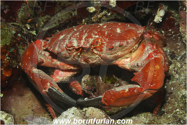 Bunaken, Sulawesi, Indonesia, Etisus dentatus, Etisus, Xanthidae, Decapoda, Eight-spine Red Crab, Crab, Crustacea, Crustacean