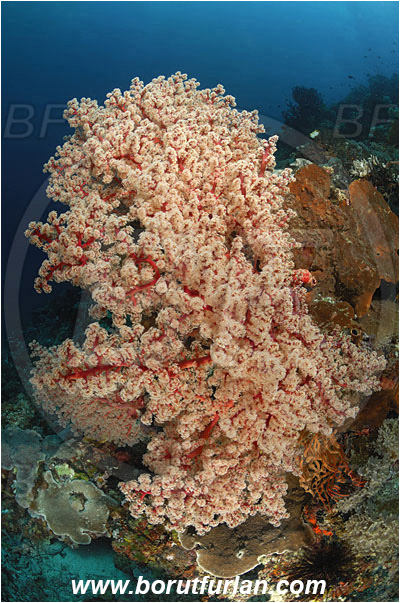 Montehage, Sulawesi, Indonesia, Siphonogorgia sp., Siphonogorgia, Nidaliidae, Sea fan, Coral, Cnidaria, Cnidarian, Reef