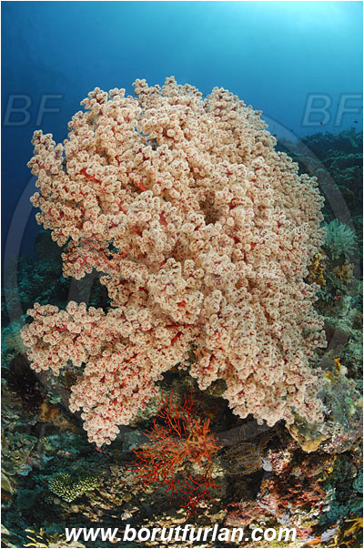 Montehage, Sulawesi, Indonesia, Siphonogorgia sp., Siphonogorgia, Nidaliidae, Sea fan, Coral, Cnidaria, Cnidarian, Reef