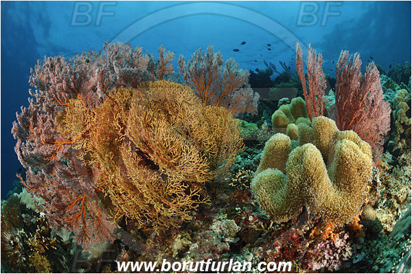 Montehage, Sulawesi, Indonesia, Melithaea sp., Melithaea, Melithaeidae, Sea fan, Sarcophyton sp., Sarcophyton, Alcyoniidae, Anthozoa, Cnidaria, Cnidarian, Mushroom Leather Coral, Leather Coral, Coral, Reef