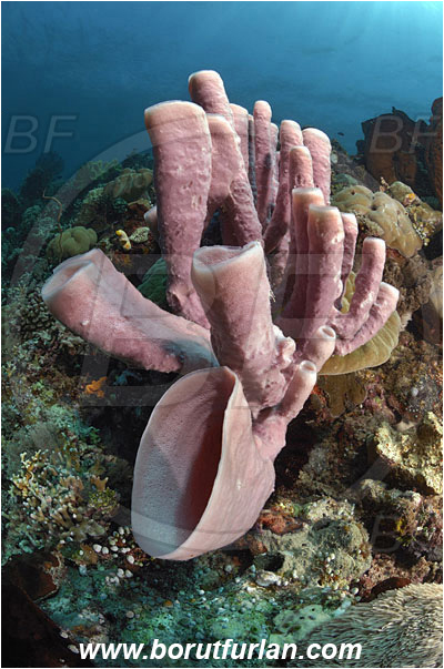 Montehage, Sulawesi, Indonesia, Kallypilidion sp., Kallypilidion, Chalinidae, Tube sponge, Sponge, Porifera, Reef