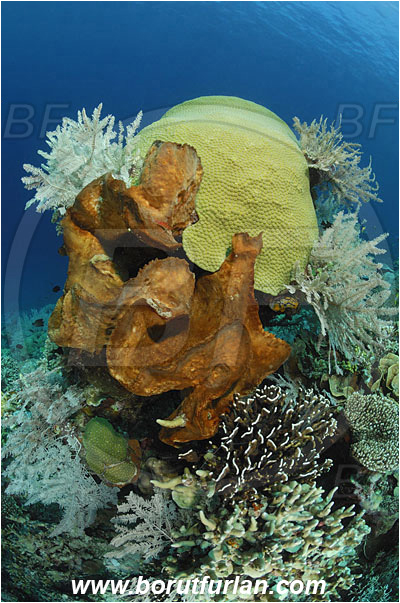 Montehage, Sulawesi, Indonesia, Diacarnus sp., Diacarnus, Podospongiidae, Sponge, Porifera, Diploastrea heliopora, Diploastrea, Diploastreidae, Honeycomb coral, Coral, Anthozoa, Cnidaria, Cnidarian, Reef