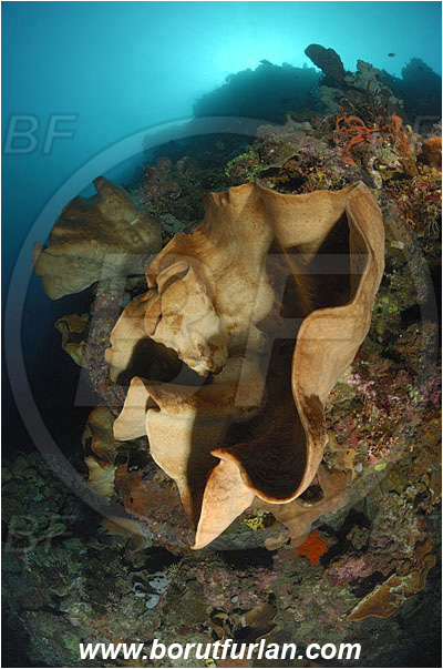 Montehage, Sulawesi, Indonesia, Diacarnus sp., Diacarnus, Podospongiidae, Sponge, Porifera, Reef