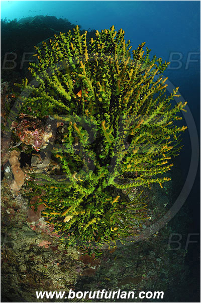 Montehage, Sulawesi, Indonesia, Tubastraea micrantha, Tubastraea, Dendrophylliidae, Black sun coral, Coral, Anthozoa, Cnidaria, Cnidarian, Reef
