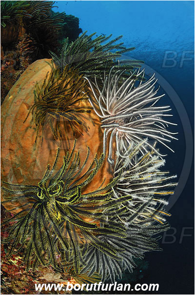 Montehage, Sulawesi, Indonesia, Crinoid, Crinoidea, Feather star, Echinodermata, Echinoderm, Xestospongia sp., Petrosiidae, Sponge, Porifera, Reef