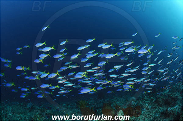 Caesio, Caesio cuning, Caesionidae, Fish, Fish school, Fusilier, Indonesia, Montehage, Reef, Sulawesi, Redbelly yellowtail fusilier