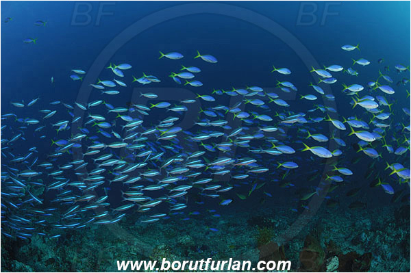 Caesio, Caesio cuning, Caesionidae, Fish, Fish school, Fusilier, Indonesia, Montehage, Reef, Sulawesi, Redbelly yellowtail fusilier
