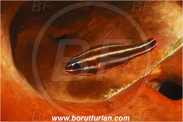 Apogonidae, Broadstriped cardinalfish, Bunaken, Cardinalfish, Fish, Indonesia, Ostorhinchus, Ostorhinchus angustatus, Sulawesi