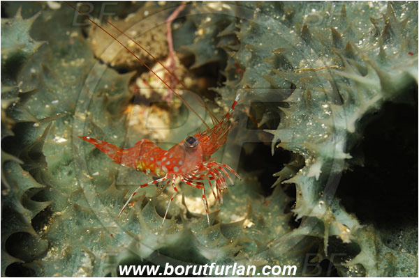 Bunaken, Sulawesi, Indonesia, Cinetorhynchus sp., Cinetorhynchus, Rhynchocinetidae, Decapoda, Crustacea, Crustacean, Hinge-Beak Shrimp, Shrimp