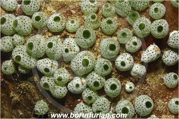 Bunaken, Sulawesi, Indonesia, Atriolum robustum, Atriolum, Didemnidae, Tunicata, Tunicate, Colonial tunicate, Colonial sea squirt, Robust sea squirt