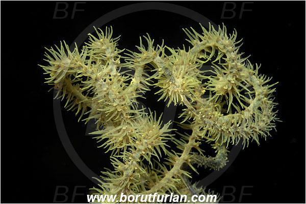 Bunaken, Sulawesi, Indonesia, Cirripathes sp., Cirripathes, Antipathidae, Whip coral, Wire coral, Cnidarian, Cnidaria