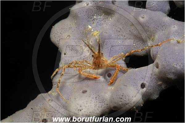 Bunaken, Sulawesi, Indonesia, Naxioides taurus, Naxioides, Epialtidae, Decapoda, Decorater Crab, Crab, Crustacea, Crustacean