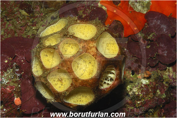 Bunaken, Sulawesi, Indonesia, Cinachyrella sp., Cinachyrella, Tetillidae, Sponge, Porifera, Reef