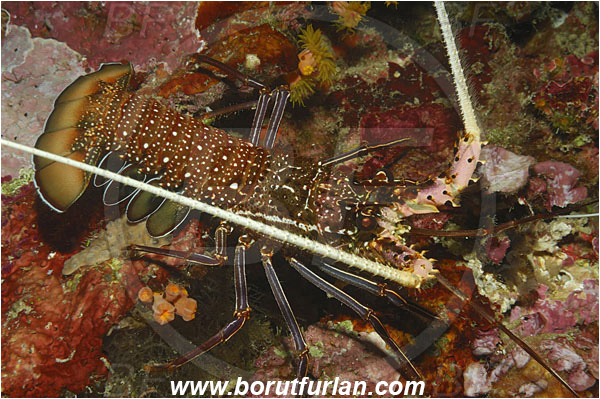 Bunaken, Sulawesi, Indonesia, Panulirus longipes, Longlegged spiny lobster, Panulirus, Palinuridae, Lobster, Decapoda, Crustacea, Crustacean