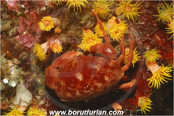 Bunaken, Sulawesi, Indonesia, Atergatis subdentatus, Atergatis, Xanthidae, Decapoda, Red Reef Crab, Crab, Crustacea, Crustacean