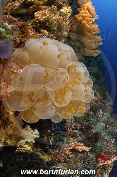 Bunaken, Sulawesi, Indonesia, Waminoa sp., Waminoa, Convolutidae, Acoela Flatworm, Flatworm, Acoelomorpha, Plerogyra sinuosa, Plerogyra, Scleractinia, Bubble coral, Coral, Cnidaria, Cnidarian, Reef