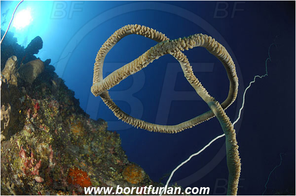 Bunaken, Sulawesi, Indonesia, Cirripathes sp., Cirripathes, Antipathidae, Whip coral, Wire coral, Cnidarian, Cnidaria, Reef