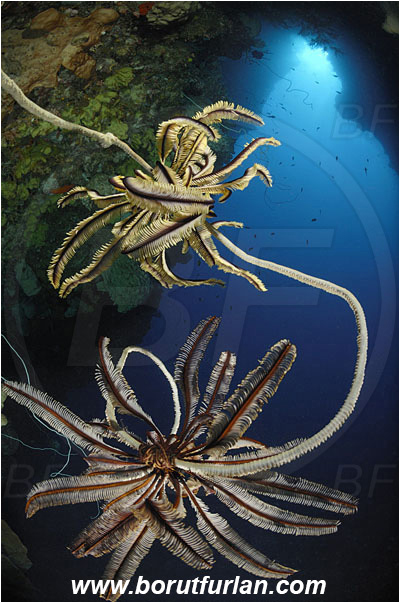 Bunaken, Sulawesi, Indonesia, Cirripathes sp., Cirripathes, Antipathidae, Whip coral, Wire coral, Cnidarian, Cnidaria, Reef, Cave, Crinoid, Crinoidea, Feather star, Echinodermata, Echinoderm