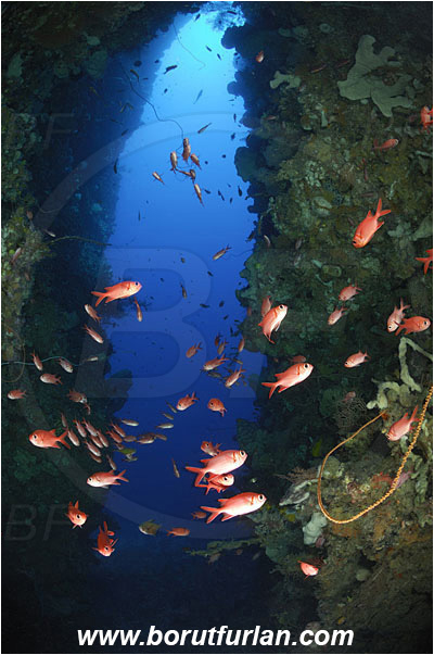 Bunaken, Sulawesi, Indonesia, Myripristis sp., Myripristis, Holocentridae, Soldierfish, Fish, Fish school, Cave