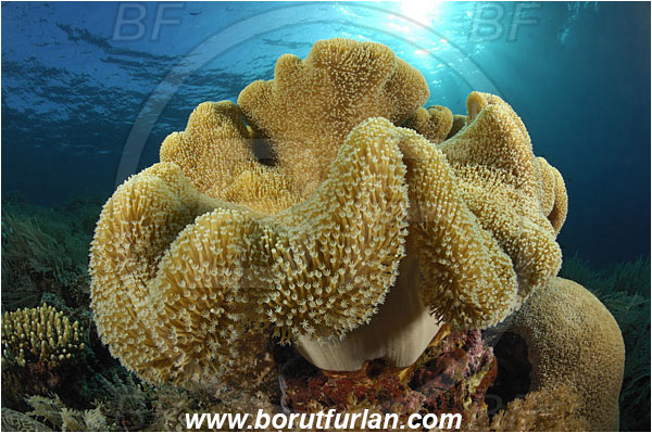 Bunaken, Sulawesi, Indonesia, Sarcophyton sp., Sarcophyton, Alcyoniidae, Anthozoa, Cnidaria, Cnidarian, Mushroom Leather Coral, Leather Coral, Coral, Reef