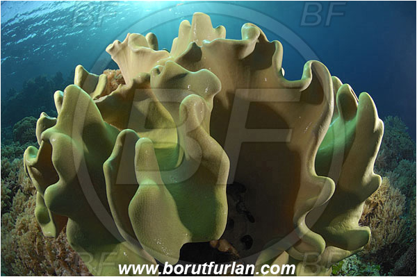 Bunaken, Sulawesi, Indonesia, Sarcophyton sp., Sarcophyton, Alcyoniidae, Anthozoa, Cnidaria, Cnidarian, Mushroom Leather Coral, Leather Coral, Coral, Reef