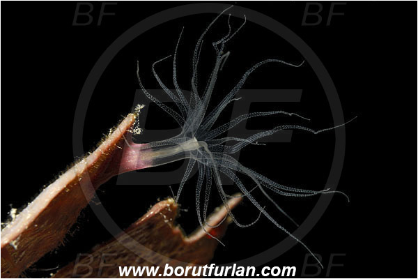 Bunaken, Sulawesi, Indonesia, Aliciidae, Anemone, Anthozoa, Cnidaria, Cnidarian, Unidentified