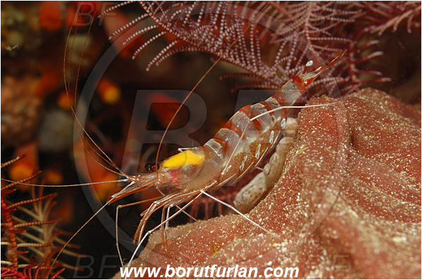 Bunaken, Sulawesi, Indonesia, Parhippolyte misticia, Parhippolyte, Barbouriidae, Decapoda, Cave Shrimp, Shrimp, Crustacea, Crustacean