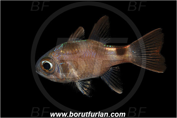 Bunaken, Sulawesi, Indonesia, Nectamia annularis, Nectamia, Apogonidae, Ringtail Cardinalfish, Cardinalfish, Fish
