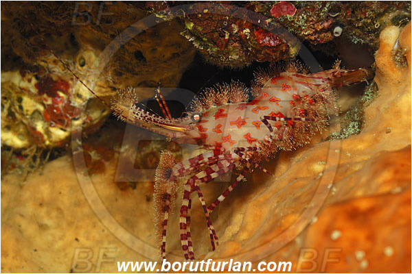 Bunaken, Sulawesi, Indonesia, Saron sp., Saron, Hippolytidae, Marbled shrimp, Shrimp, Decapoda, Crustacea, Crustacean