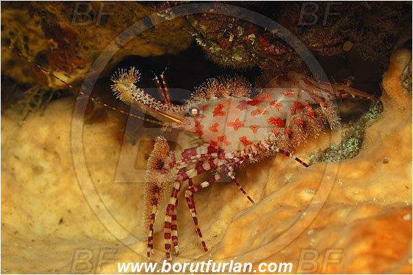 Bunaken, Sulawesi, Indonesia, Saron sp., Saron, Hippolytidae, Marbled shrimp, Shrimp, Decapoda, Crustacea, Crustacean