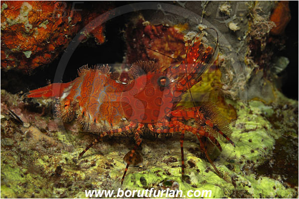 Bunaken, Sulawesi, Indonesia, Saron sp., Saron, Hippolytidae, Marbled shrimp, Shrimp, Decapoda, Crustacea, Crustacean